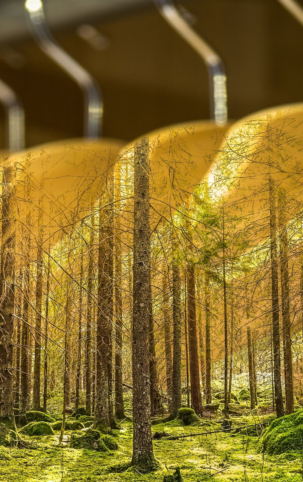 A forest overlayed on coat hangers to symbolise an environmentally friendly and sustainable brand.