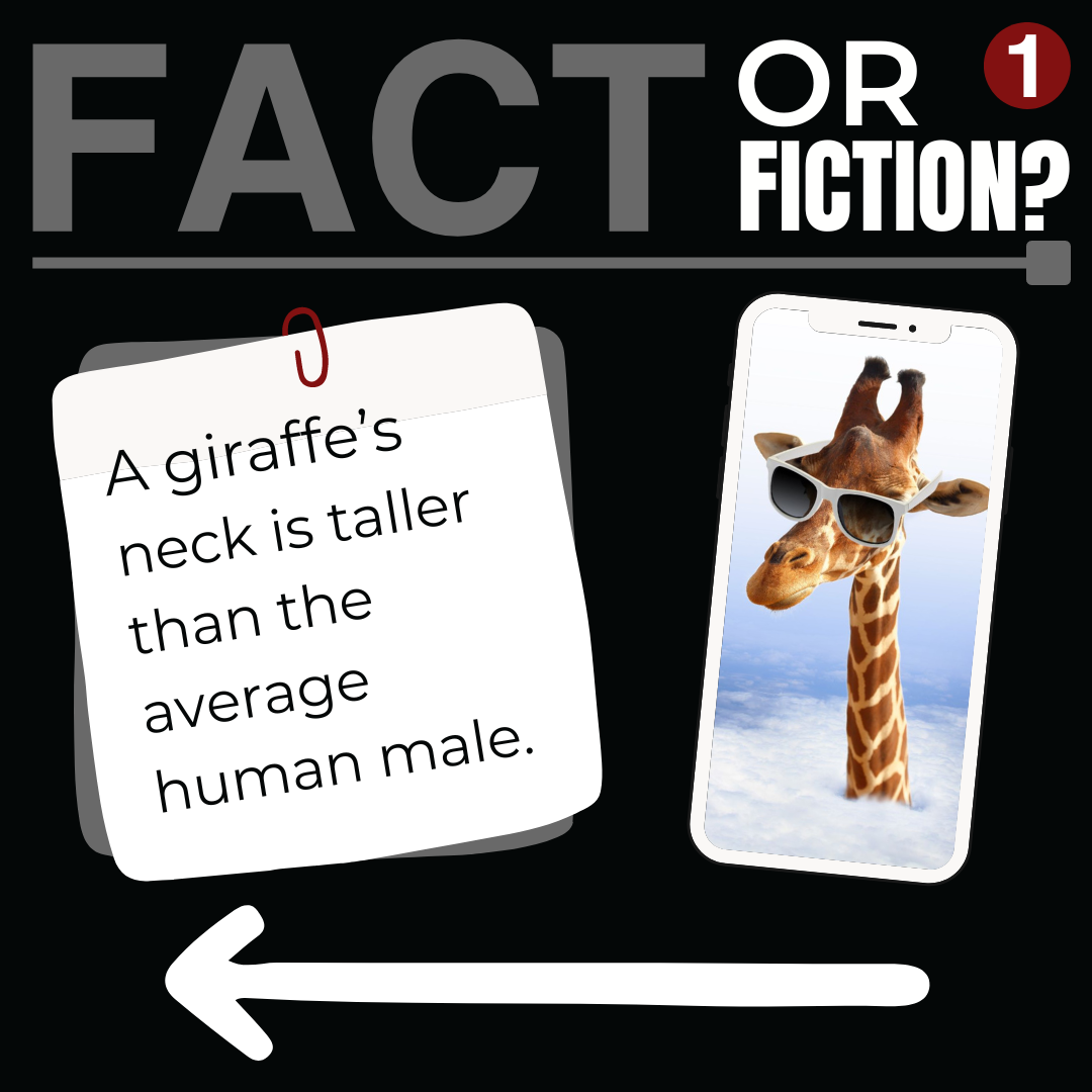 Fact or Fiction - A giraffe's neck is taller than the average human male.