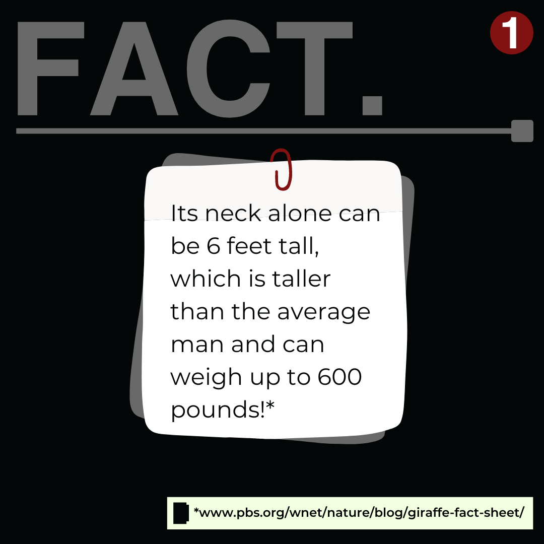 Fact - It's neck alone can be 6 feet taall, which is taller than the average man and can weigh up to 600 lbs.